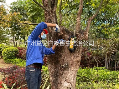 天河街道绿化白蚁防治